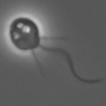 Figur 1. Krageflagellaten Monosiga brevicollis. Dyrenes nærmeste slektning. (Foto: wikipedia.org) Figur 1. Krageflagellaten Monosiga brevicollis. Dyrenes nærmeste slektning. (Foto: wikipedia.org)