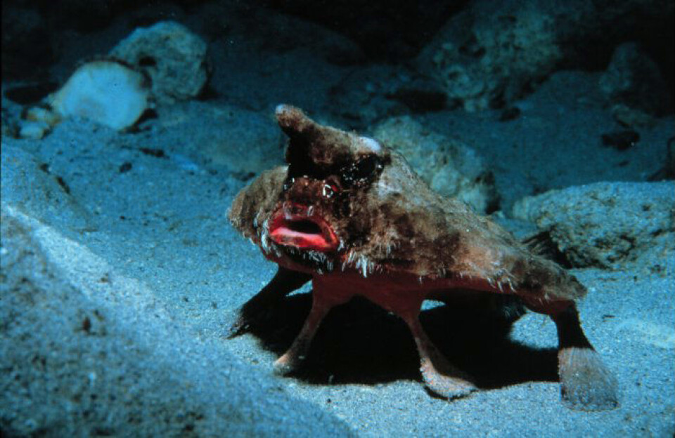 Ogcocephalus parvus (Foto: NOAA reseach)