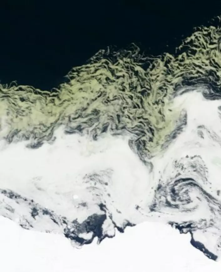 NASA meldte om grønn is utenfor Prinsesse Astrids Kyst i Dronning Maud Land 27. februar. Feltmålinger har visstnok bekreftet mye alger under og rundt isflakene. (Foto: NASA MODIS)