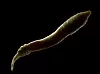 Denne bittelille ormen er også populær blant forskere.