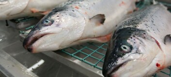 High demand results in little variation in salmon products