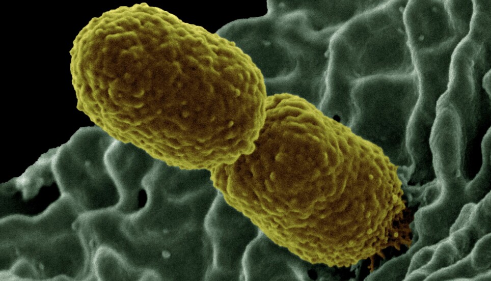 Colourised scanning electron micrograph showing carbapenem-resistnt Klebsiella pneumoniae interacting with a human neutrophil.