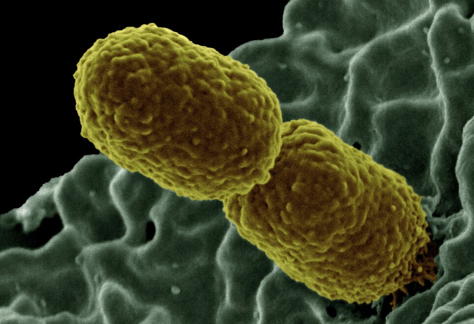 Mange av oss har bakterien Klebsiella pneumoniae i tarmene sine uten at den gjør så mye av seg.