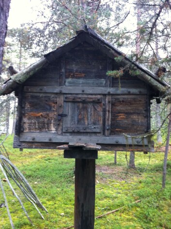 Pitesamisk njalla, lite stabbur. Eigar: Martin Sjaggo. (Foto: Øystein A. Vangsnes) Pitesamisk njalla, lite stabbur. Eigar: Martin Sjaggo. (Foto: Øystein A. Vangsnes)