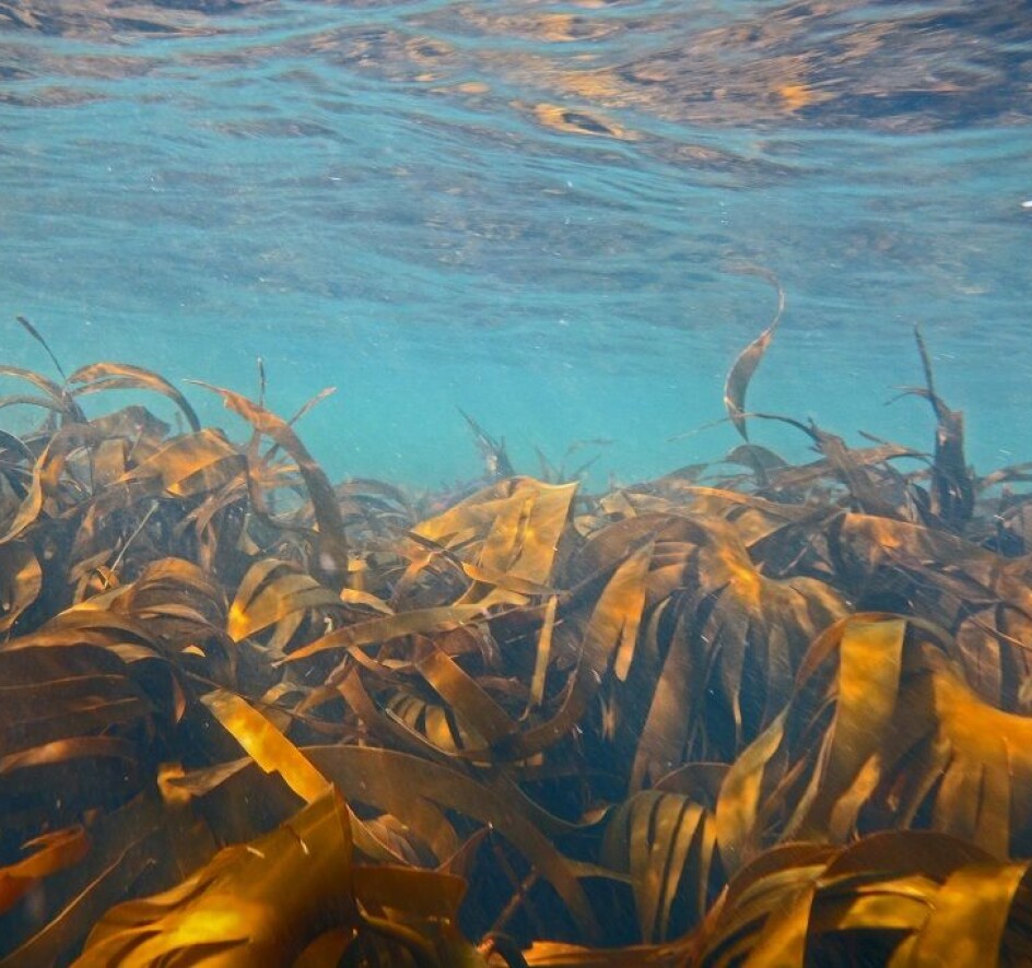 Ingen ekorn uten trær – om tap av tareskogen på Venstres landsmøte