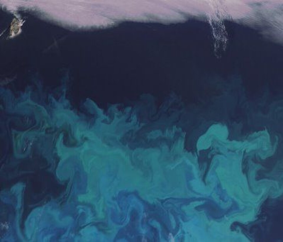 Liv og røre i Barentshavet, sett fra ENVISAT (mye forminsket) 16 august. Man ser Bjørnøya oppe til venstre i kanten av skydekket. (Foto: (ESA))