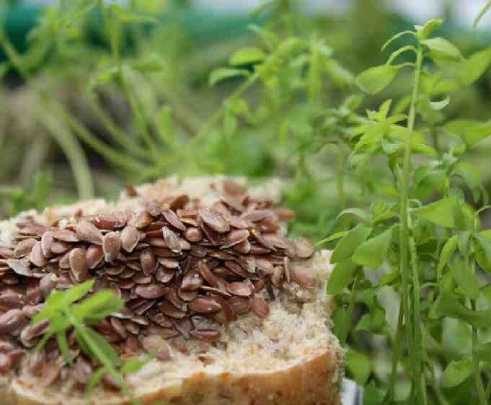 Ulovlig genmodifisert linfrø ble funnet både i Norge og EU høsten 2009. Disse ville ikke vært omfattet av forslaget til endring av GMO regelverket i EU. Foto (copyright): Arne Holst-Jensen