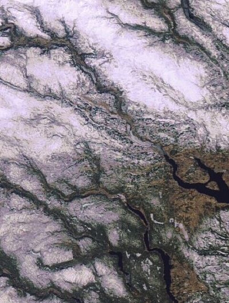 Noen drar til fjells for å lete etter påskesnøen. Andre bruker ENVISAT for å se hvor snøen er. Dette bildet er tatt 4. april. (Foto: (ESA MERIS))