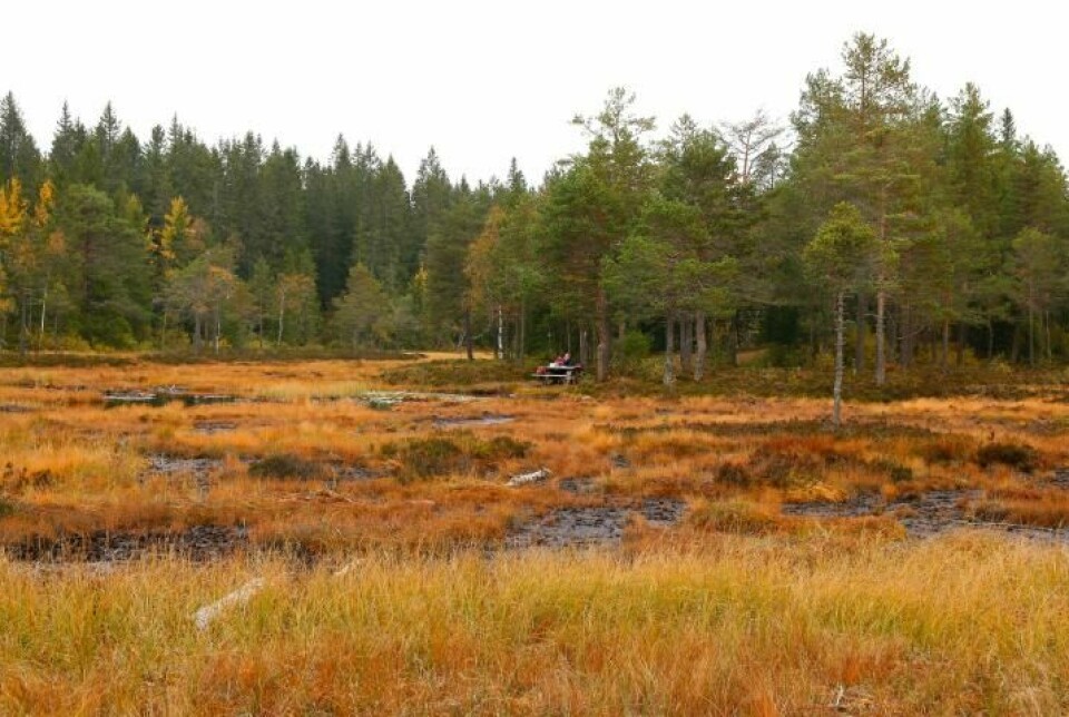 Myrområder er blant verdens mest karbonrike økosystemer. Dette bildet er tatt like utenfor Oslo.
