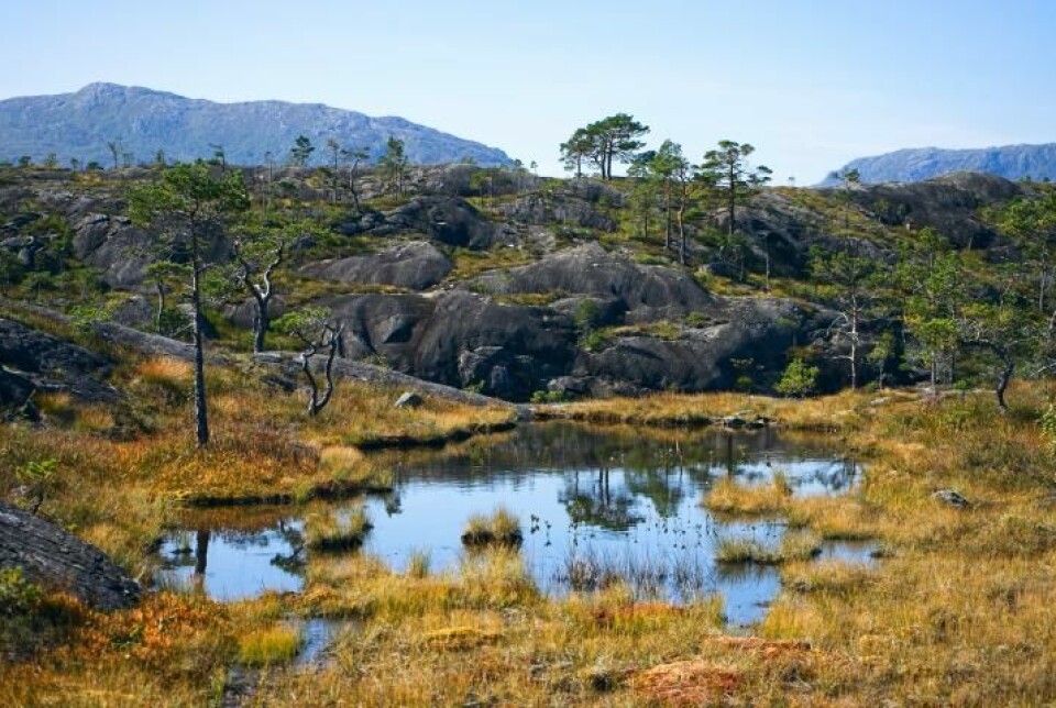 Våtmark absorberer vann, og lagrer det til tørrere perioder. Bildet er tatt på Vestland i Norge.