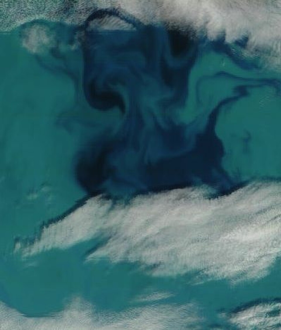 Blue Hawaii? Nei, Barentshavet like øst for Bjørnøya, sett fra NASA-satellitt 28. juli. (Foto: (NASA MODIS))