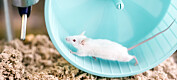 Tarmbakterier gjorde mus mye mer motivert til å trene