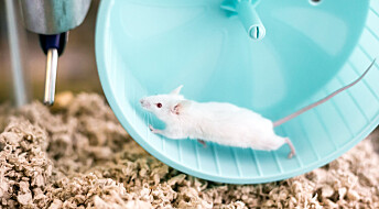Tarmbakterier gjorde mus mye mer motivert til å trene