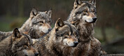 Skandinavisk ulv sliter med kraftig innavl og skadelige mutasjoner