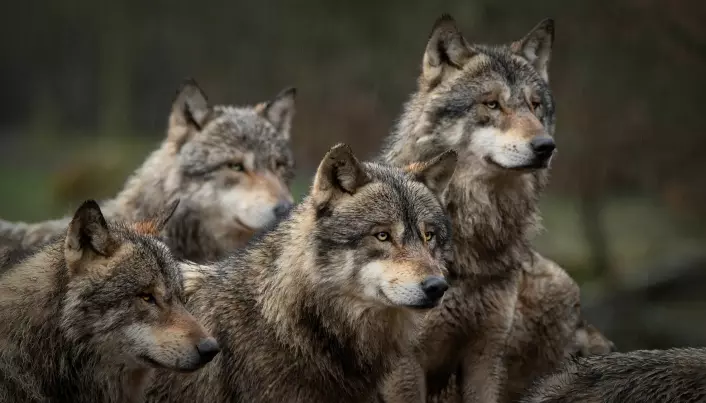Skandinavisk ulv sliter med kraftig innavl og skadelige mutasjoner
