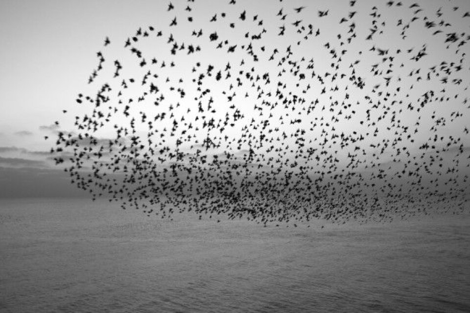 En forskergruppe i Roma bruker metoder fra fysikk for å forstå dynamikken og oppbygningen av flokker av stærer (http://www.wired.com/wiredscience/2010/06/starling-physics/).