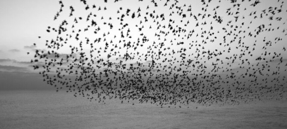 Fysikk og landeplager