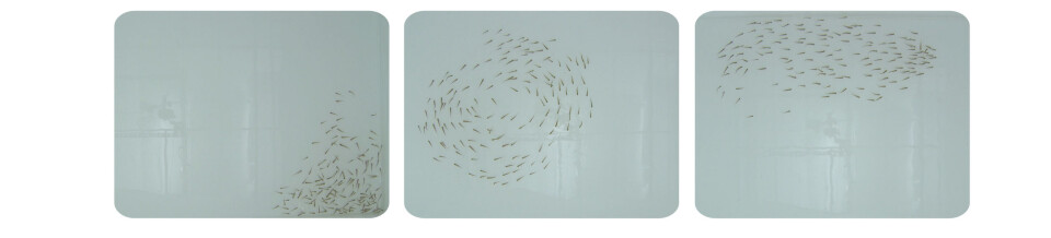 Ulike dynamiske mønstre kan oppstå når fisk svømmer sammen i stim. I disse bildene ser vi hvordan en stim av fisketypen Golden shiners befinner seg i ulike tilstander: sverm, torus og parallel. (Foto: Kolbjørn Tunstrøm)