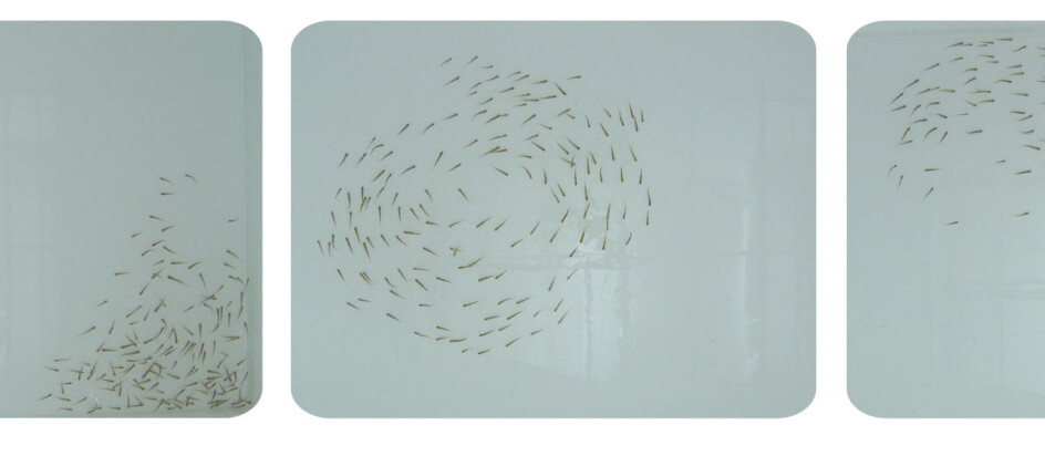 Newtons lov for fiskestimer