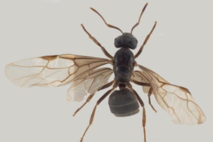 Med det siste tilskuddet til maurfaunaen i Norge, huldremauren, Lasius citrinus, har vi nå 59 kjente utendørslevende maurarter hos oss. (Foto: Arnstein Staverløkk/NINA) Med det siste tilskuddet til maurfaunaen i Norge, huldremauren, Lasius citrinus, har vi nå 59 kjente utendørslevende maurarter hos oss. (Foto: Arnstein Staverløkk/NINA)