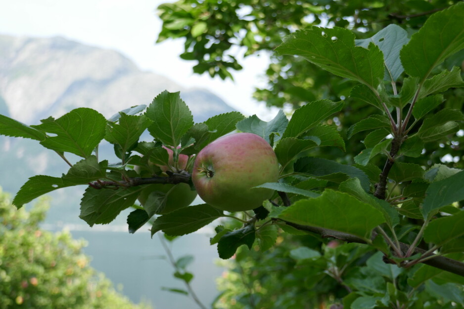 «Sider frå Hardanger» er en beskyttet betegnelse som bare kan brukes på sider laget på epler dyrket i Hardanger.