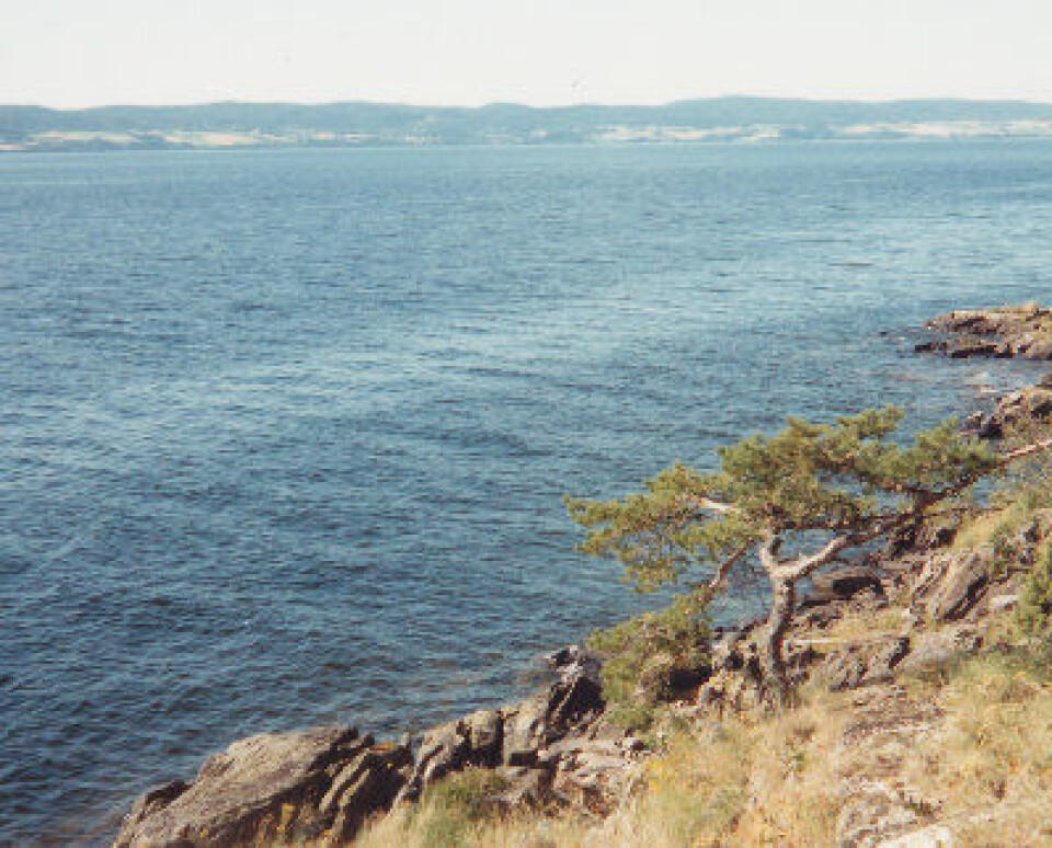 Stillebelter utenfor hytta ved Øyeren ble også gransket, for å forstå mer av hva radarmålingene fra ERS-1 egentlig viste. (Foto: T. Wahl)