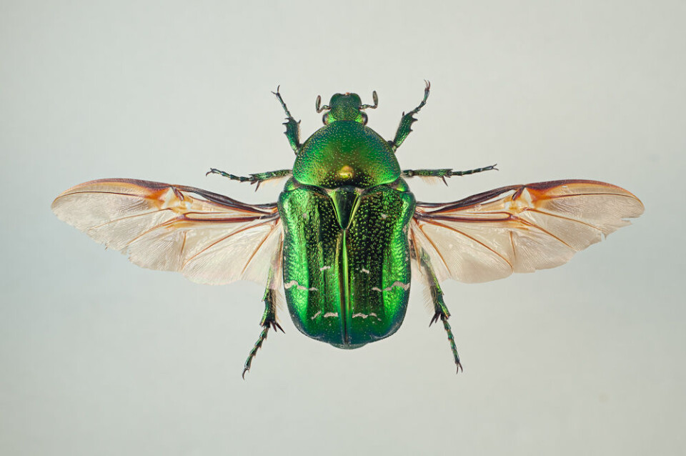 Cetonia aurata (Foto: Arnstein Staverløkk)
