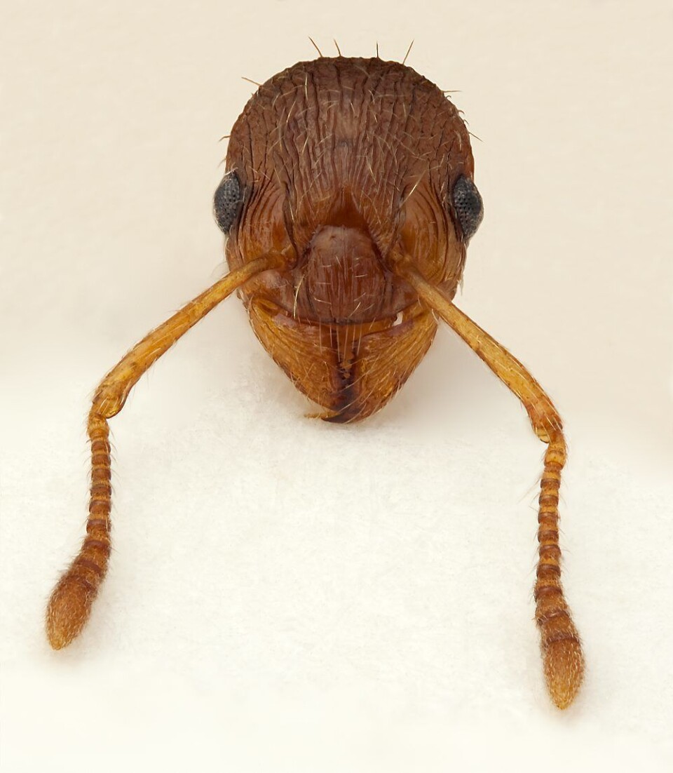 Myrmica rubra (Foto: Karsten Sund)