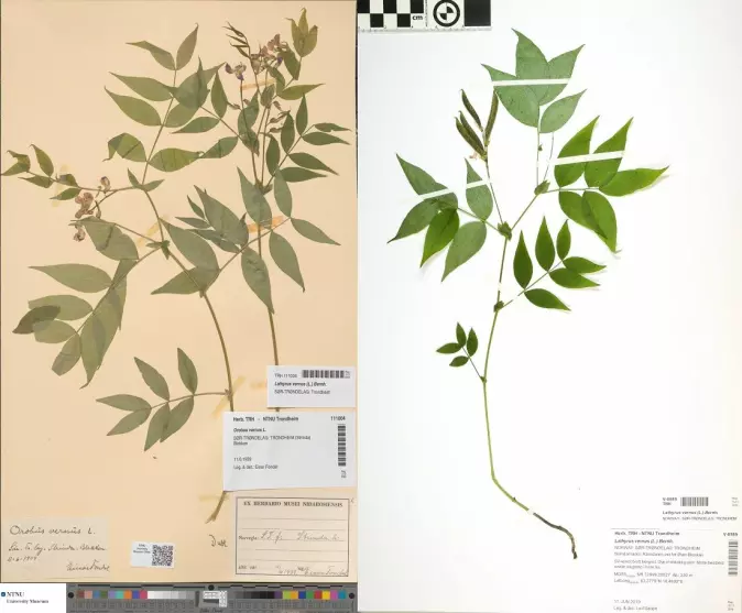 Vårerteknapp (<span class=" italic" data-lab-italic_desktop="italic">Lathyrus vernus</span>) samlet inn med 80 års mellomrom 11. juni i Strindamarka i Trondheim. Eksemplaret til venstre er fra 1939, og planten blomstrer. Planten til høyre er fra 2019, og har allerede satt frø.