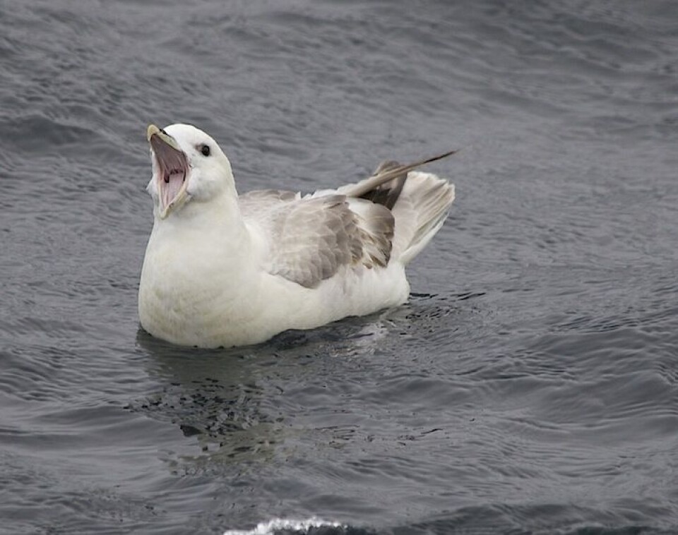 Vi ble ikke enige med oss selv om denne karen klaget på servicen eller bare gjespet. Foto: Sindre Skrede