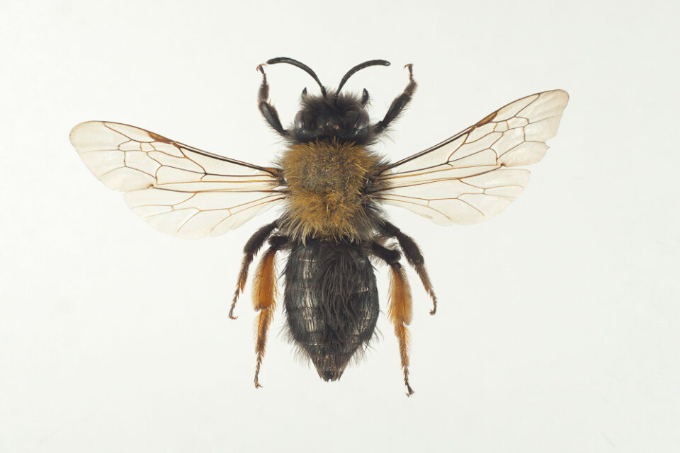 Vårsandbie, Andrena clarkella (Kirby, 1802) (Foto: Arnstein Staverløkk)