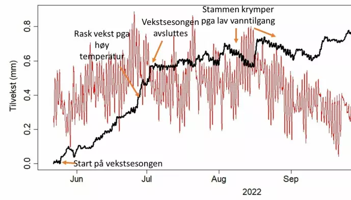 Finnskoggranas radietilvekst i millimeter (svart kurve) relatert til temperatur (rød kurve) i 2022.
