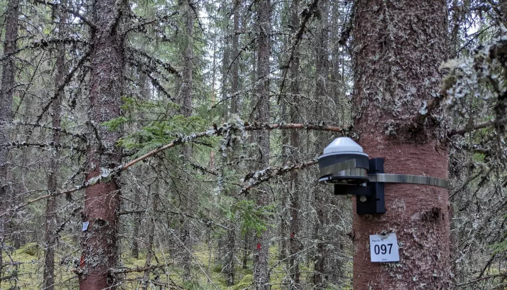 Finnskogen: Gran nummer 97 med pulsbelte (eller dendrometer) på.