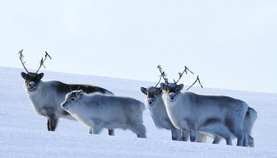 Group of Svalbard reindeer. Four females and a yearling with winter coats.