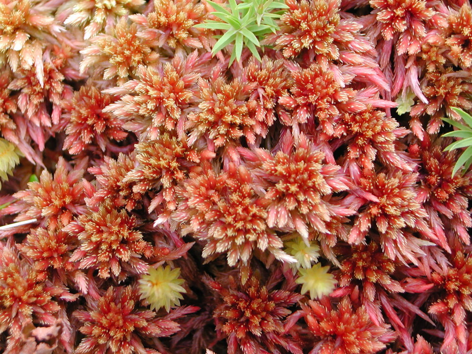 Sphagnum skyense - en viktig art (Foto: Nick G. Hodgetts)
