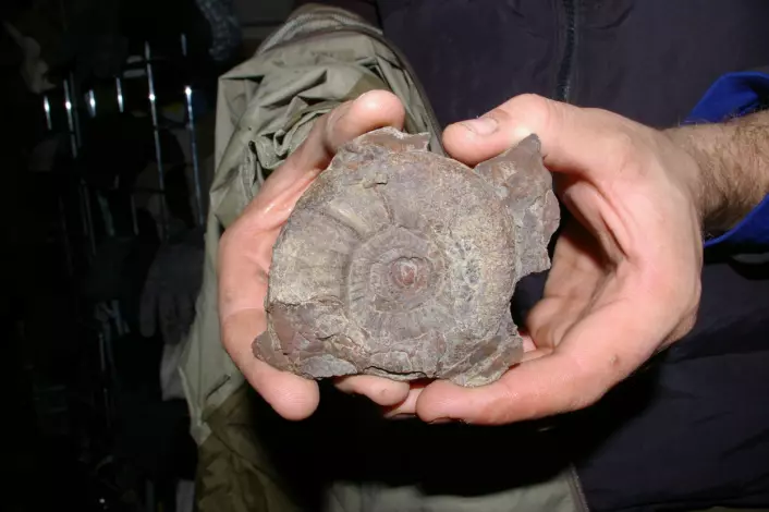 "Det er ikke bare forhistoriske øgler her. Dette er et fossil av en ammonitt, som er en tidlig blekksprut. (Foto: Bjørnar Kjensli)"