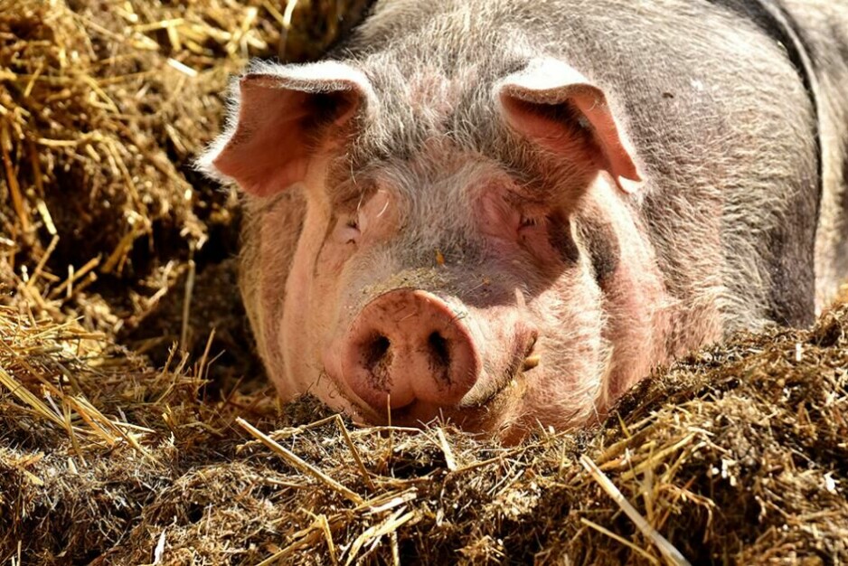 Det finst ingen fungerande vaksine mot lungebetennelse hjå gris.