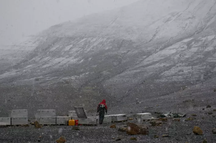 "En ensom øglegraver i skikkelig snøvær. (Foto: Bjørnar Kjensli)"