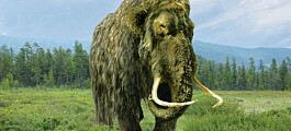 Studie kritiseres: «Mammuter døde ikke ut for 4.000 år siden»