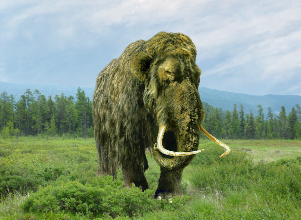 Mammut-DNA-et som Eske Willerslevs forskningsgruppe har funnet i 4000 år gamle sedimenter, kan stamme fra mammut-skjeletter som er flere tusen år eldre, hevder kritikerne.