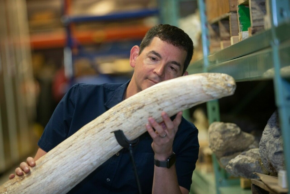 Joshua Miller poserer med en støttann fra en mammut i kjelleren under Cincinnati Museum Centers Geier Collections and Research Senter.