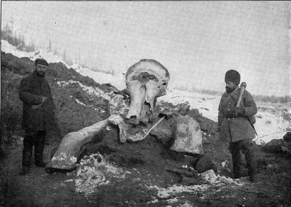 Hit med knokkelen! Kadaveret fra en mammut funnet av russiske vitenskapsmenn i Sibir i 1902. Hvis vi skal datere mammutenes utryddelse til for 4.000 år siden, krever det at vi gjør det gjennom DNA fra en mammutknokkel, mener Joshua Miller. Yucheng Wang er uenig.