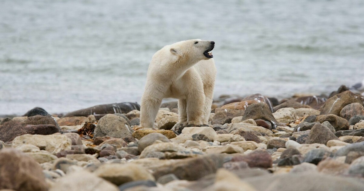 Scientists believe Canada’s polar bears are dying at a rapid rate