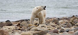 Forskere tror Canadas isbjørner dør ut i raskt tempo