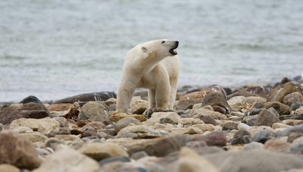 Scientists believe Canada’s polar bears are rapidly disappearing