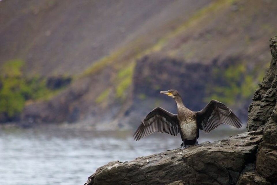 Både skarv og sel var blant det forskere og mannskap i lettbåten fikk se i dag. Foto: Sindre Skrede