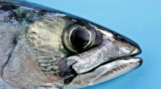 Verdien av norsk fisk har økt med 60 prosent på 20 år