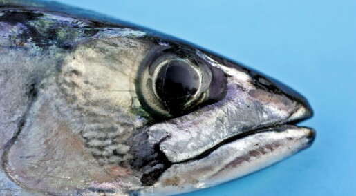 Verdien av norsk fisk har økt med 60 prosent på 20 år Verdien av norsk fisk har økt med 60 prosent på 20 år