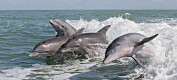 Delfiner som strandet på kysten utenfor Skottland, hadde tegn på Alzheimers