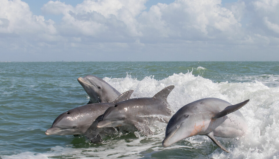 Delfinen kvitnos var blant de delfinene som hadde kjente markører for Alzheimer sykdom i hjernen.